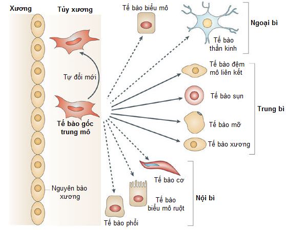 Khả năng biệt hóa của tế bào gốc trung mô thành các tế bào khác.