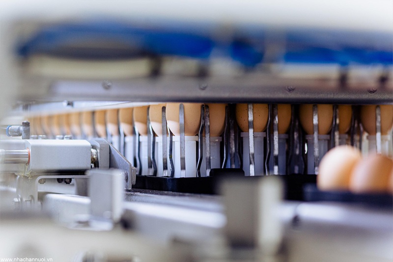 (Hệ thống tiêm chủng vaccine tự động In Ovo vaccination. Nguồn: Viscon Group)